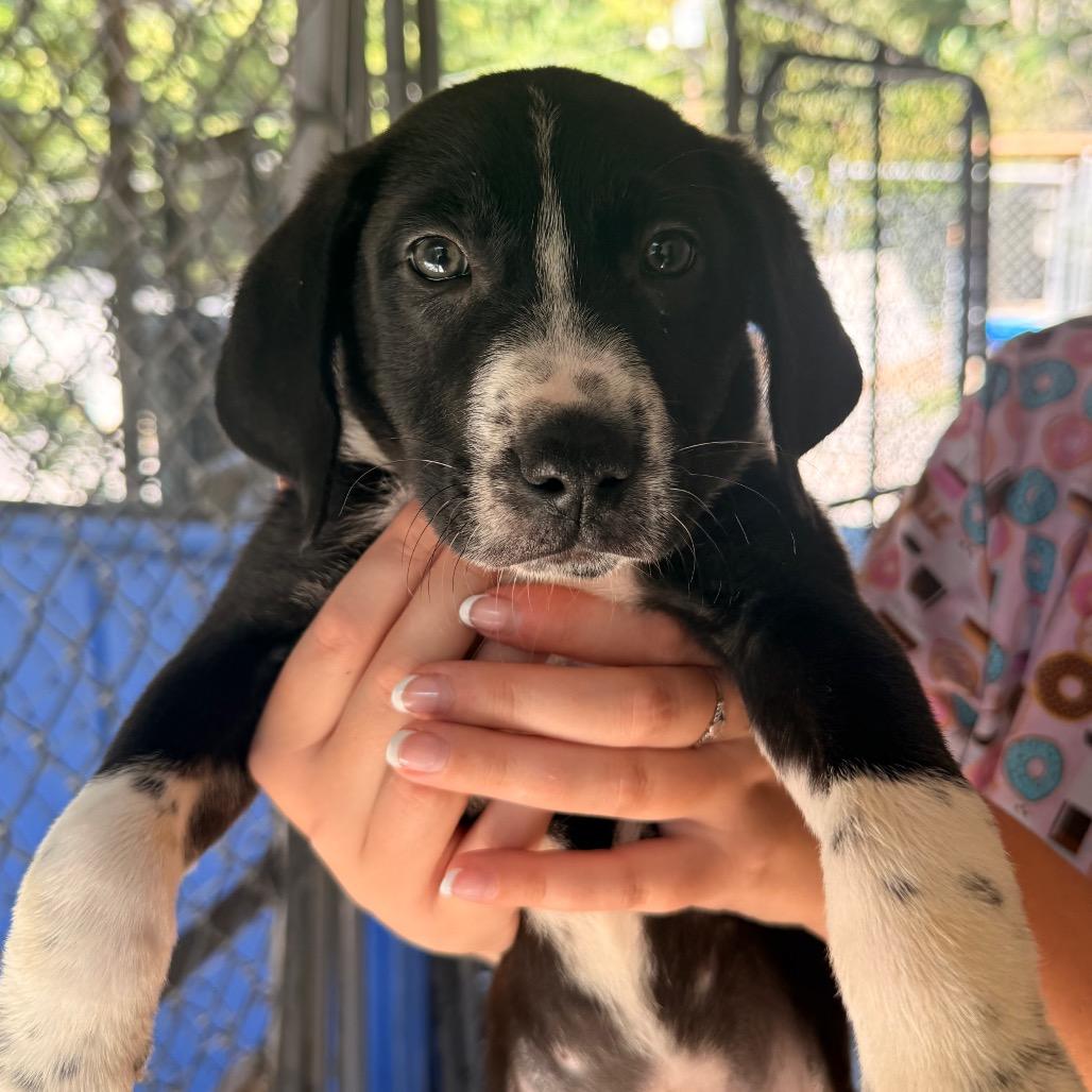 Enlarge Margaery, a Adoptable mixed breed in Franklin, NC image 6/6