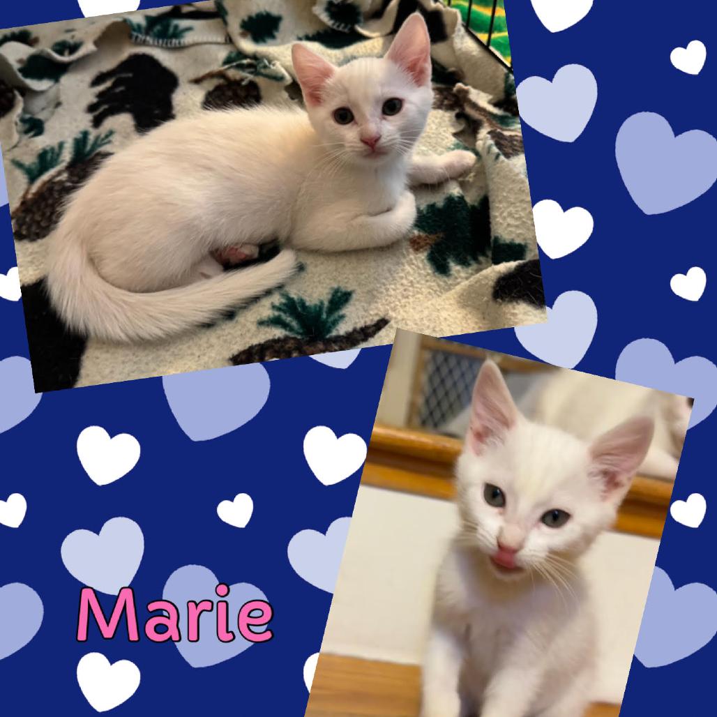 Marie, Adoptable, Kitten Female Domestic Short Hair.