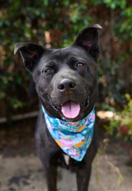 STITCH, Adoptable, Adult Male Akita & Mixed Breed.