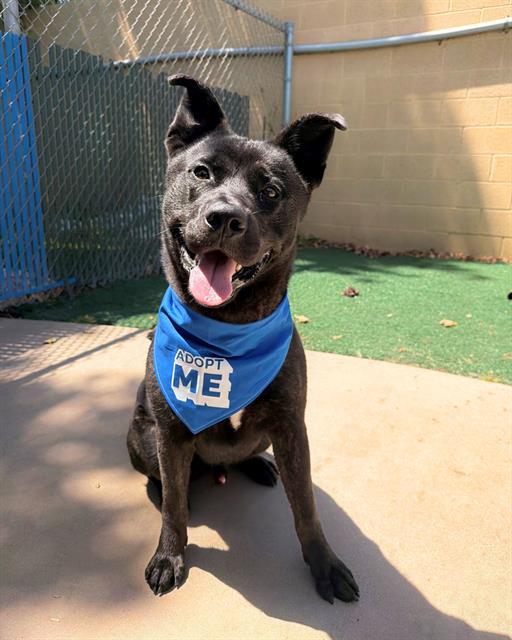 STITCH, Adoptable, Adult Male German Shepherd Dog & Mixed Breed.