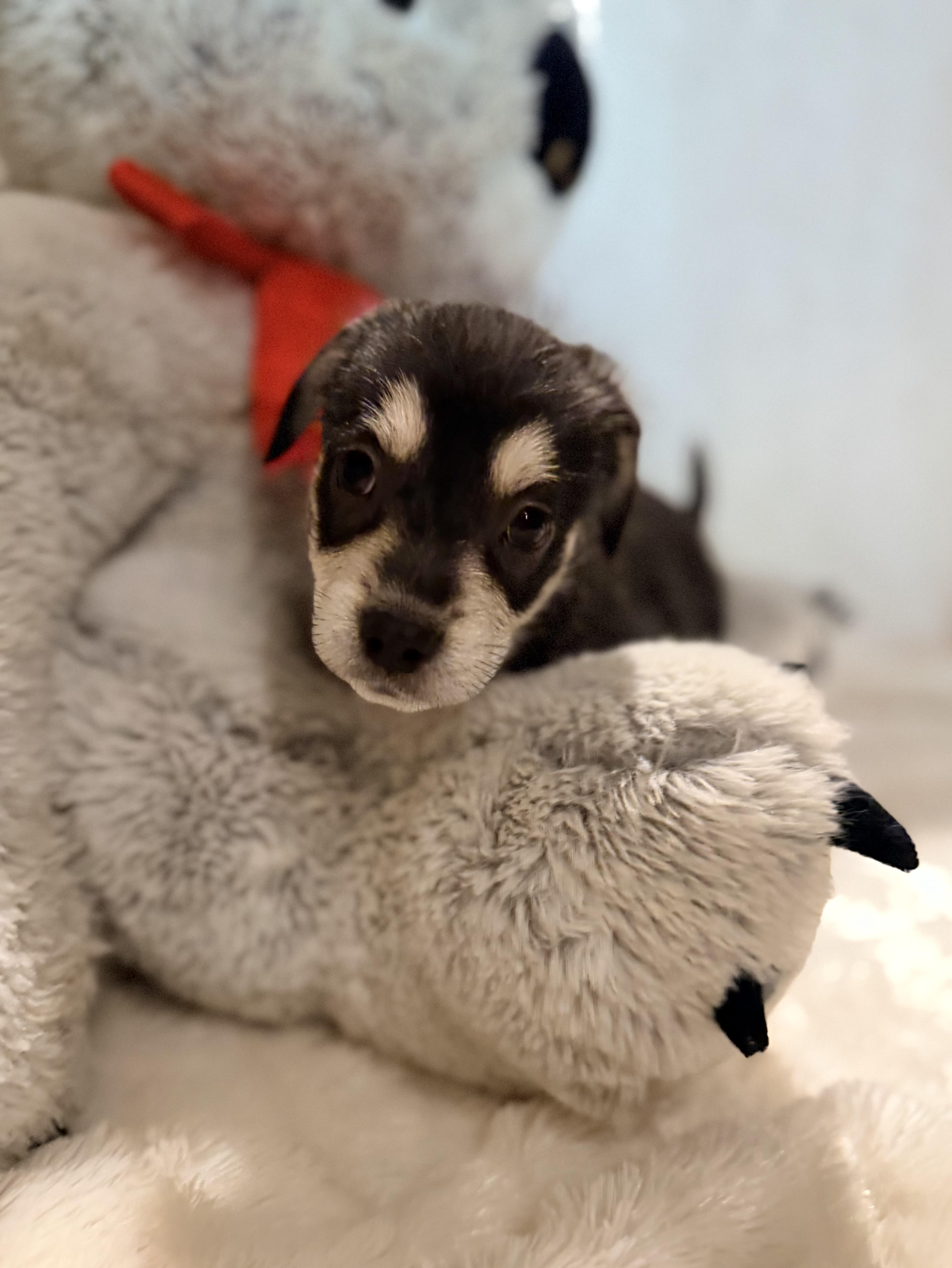 Mercedes, a ADOPTABLE mixed breed in Gilbert, AZ image 4/4