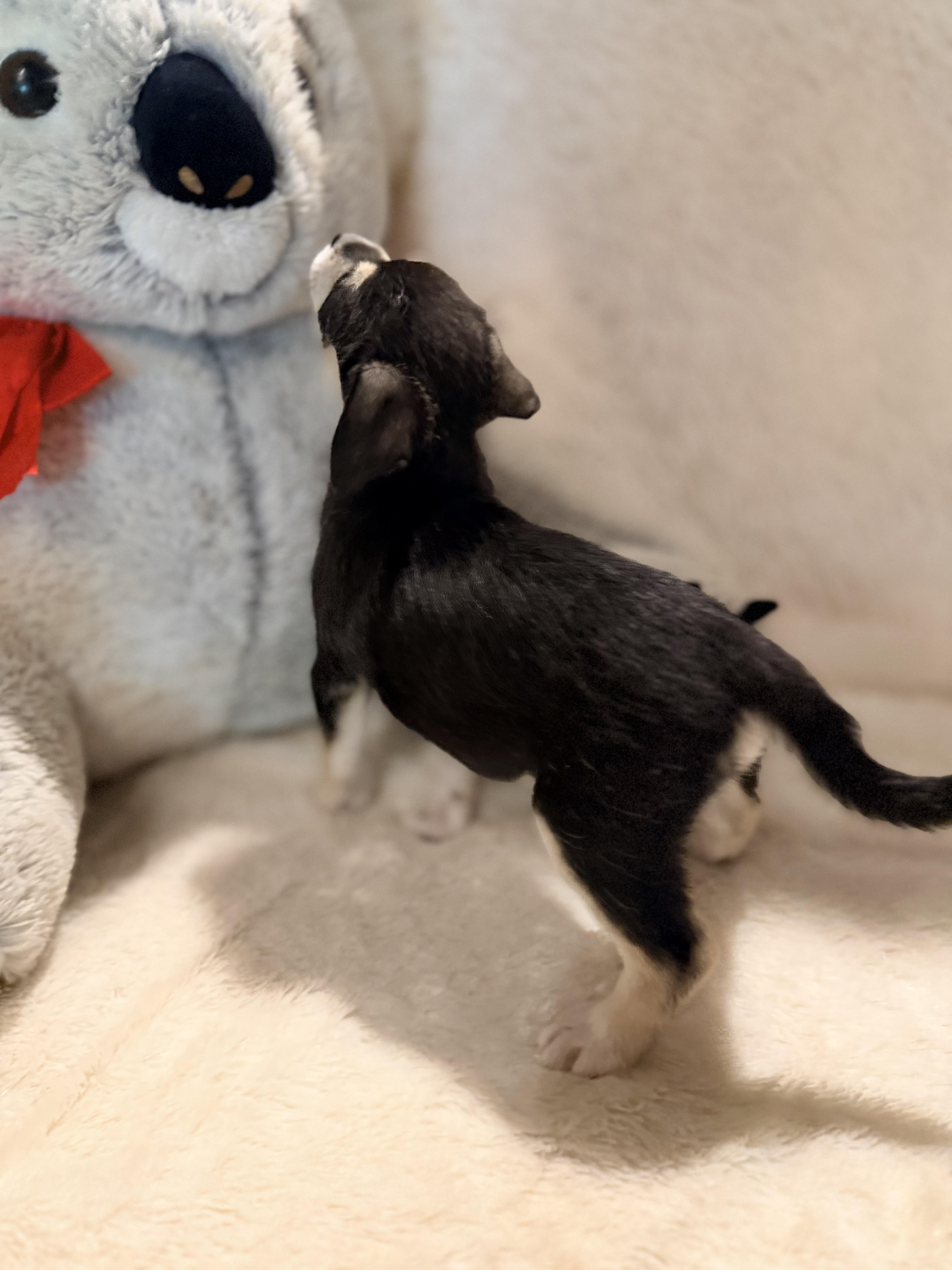 Mercedes, a ADOPTABLE mixed breed in Gilbert, AZ image 3/4