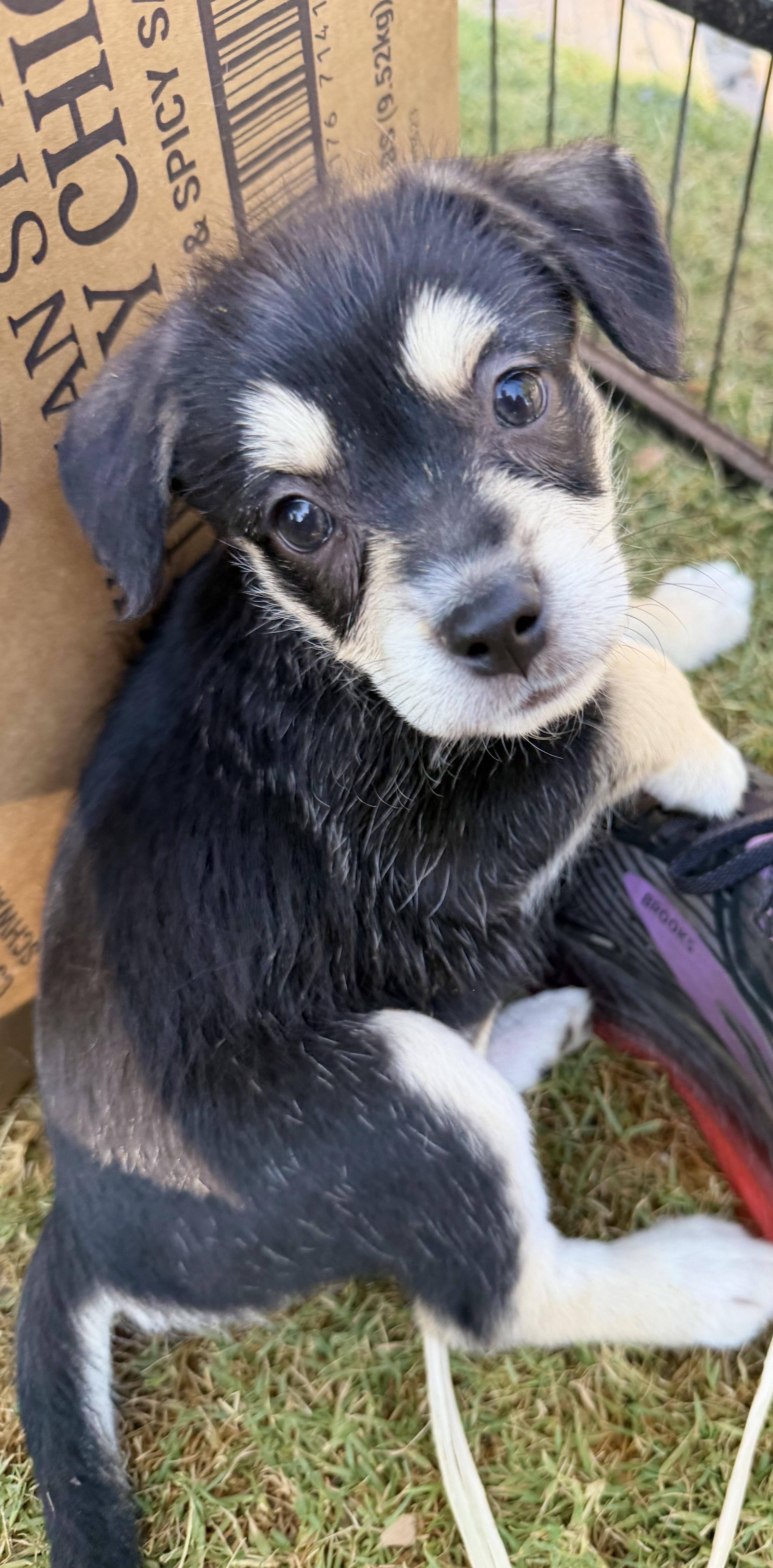 Mercedes, ADOPTABLE, Puppy Female Parson Russell Terrier & Border Terrier.