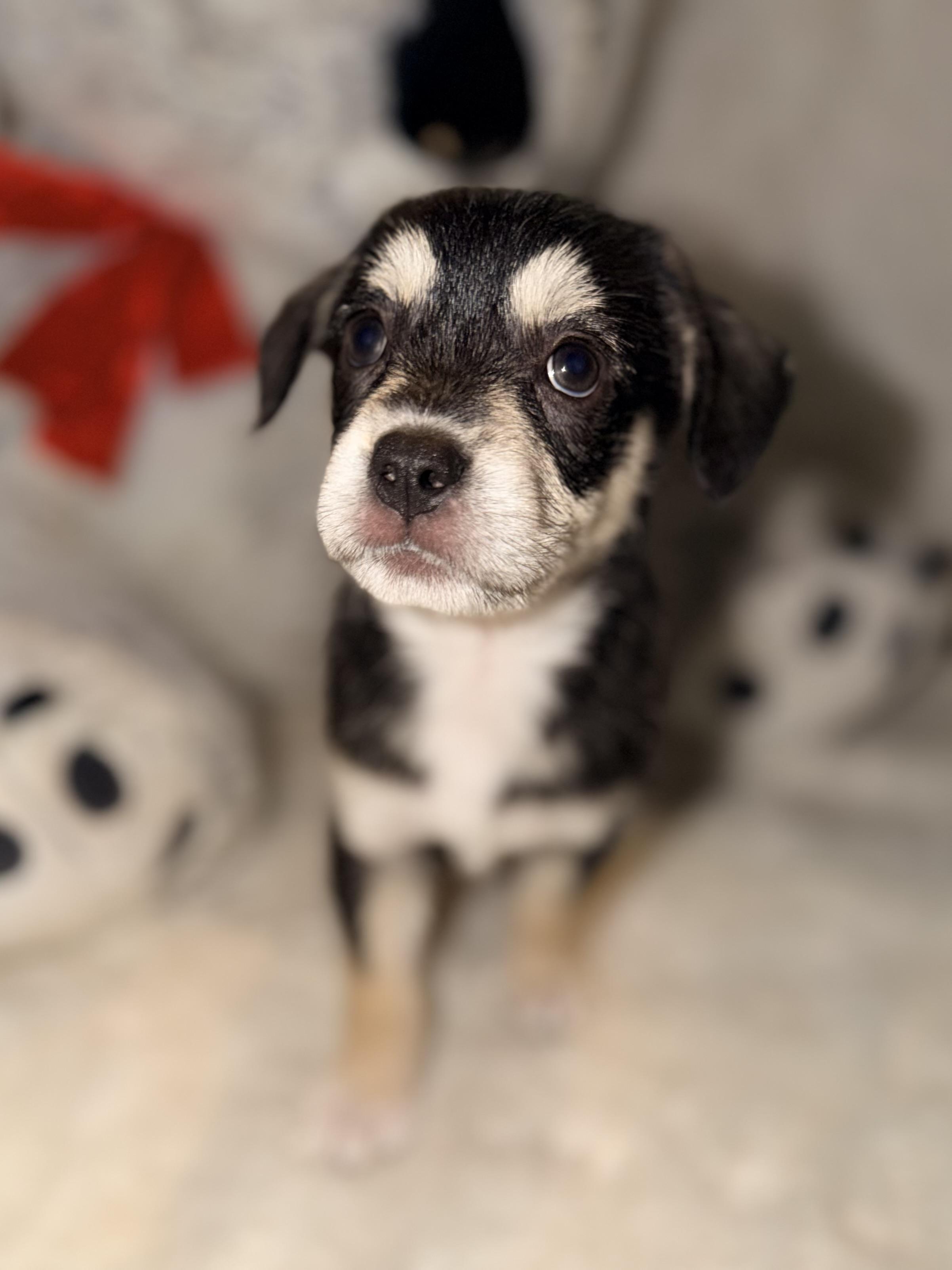 Mercedes, a ADOPTABLE mixed breed in Gilbert, AZ image 2/4