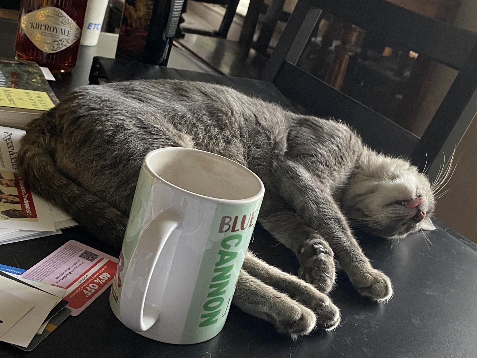 April, Adoptable, Adult Female Domestic Short Hair.