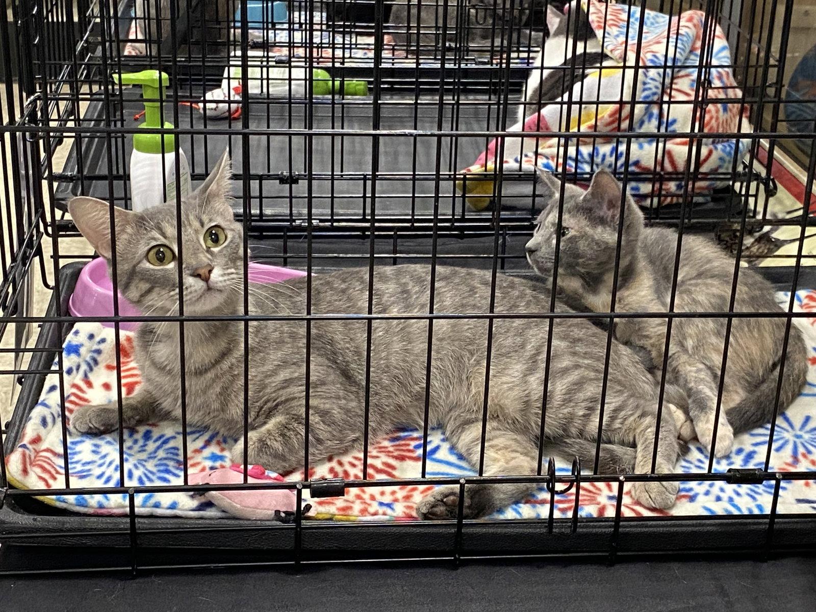 Enlarge April, a Adoptable Domestic Short Hair in McKinney, TX image 1/3