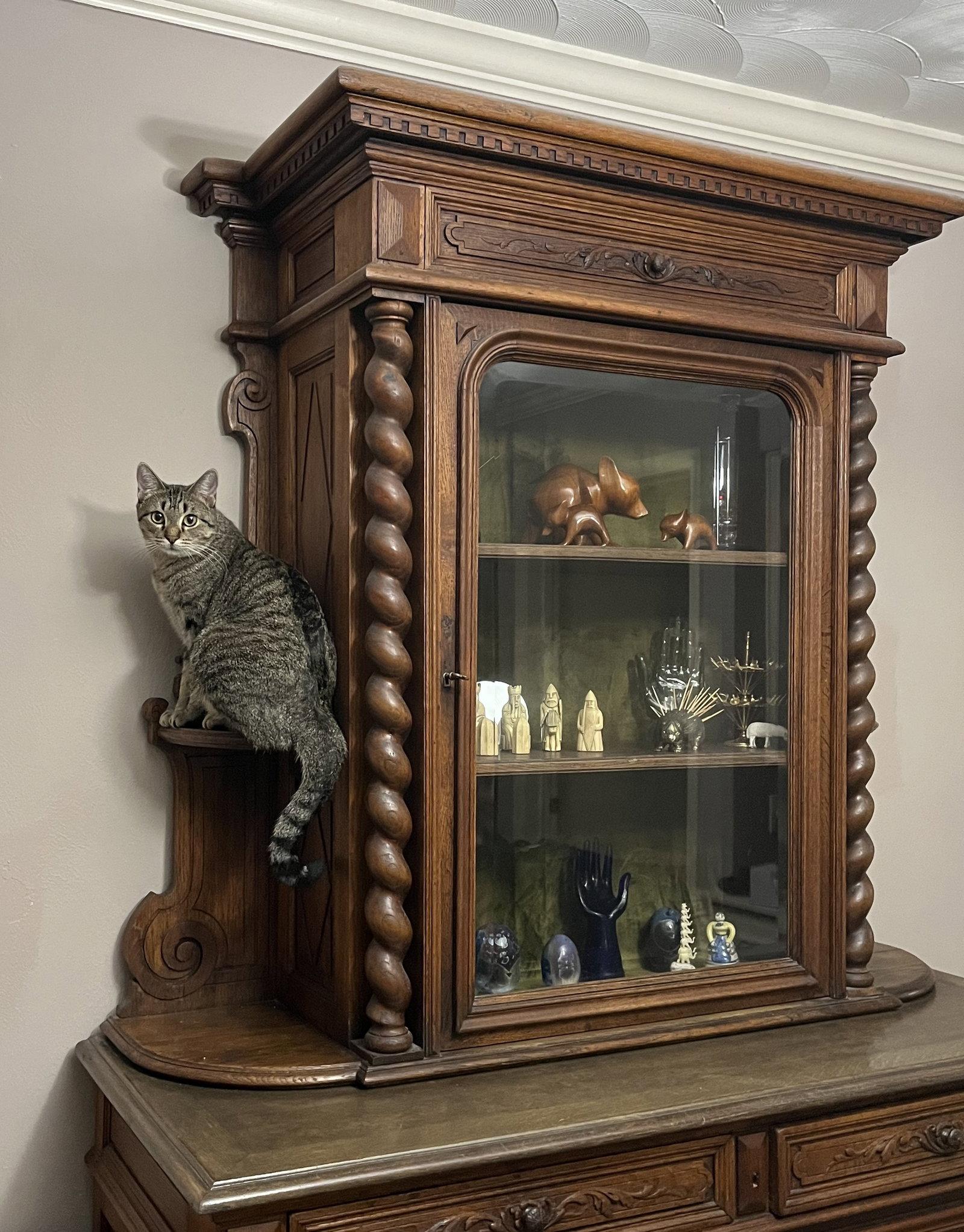 Enlarge April, a Adoptable Domestic Short Hair in McKinney, TX image 2/3