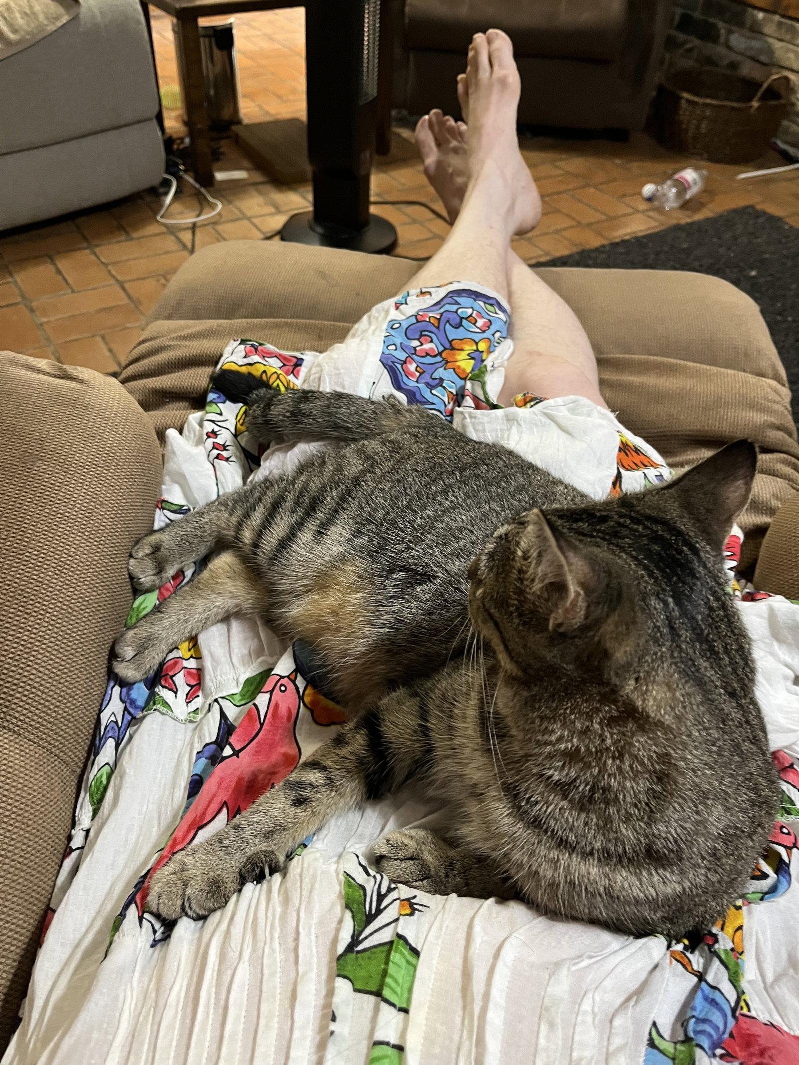 Enlarge April, a Adoptable Domestic Short Hair in McKinney, TX image 3/3