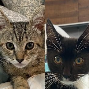 Esther & Eloise (Bonded Pair)