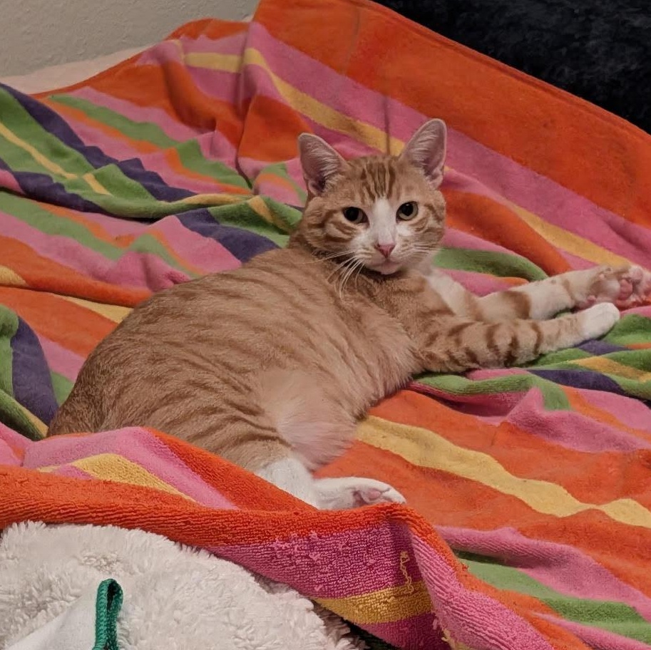 Enlarge Wilbur Bell, a Adoptable Domestic Short Hair in Denver, CO image 2/5