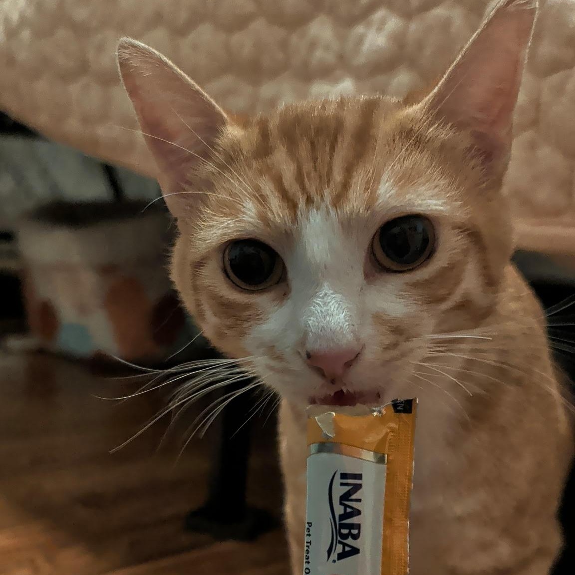 Wilbur Bell, Adoptable, Kitten Male Domestic Short Hair.