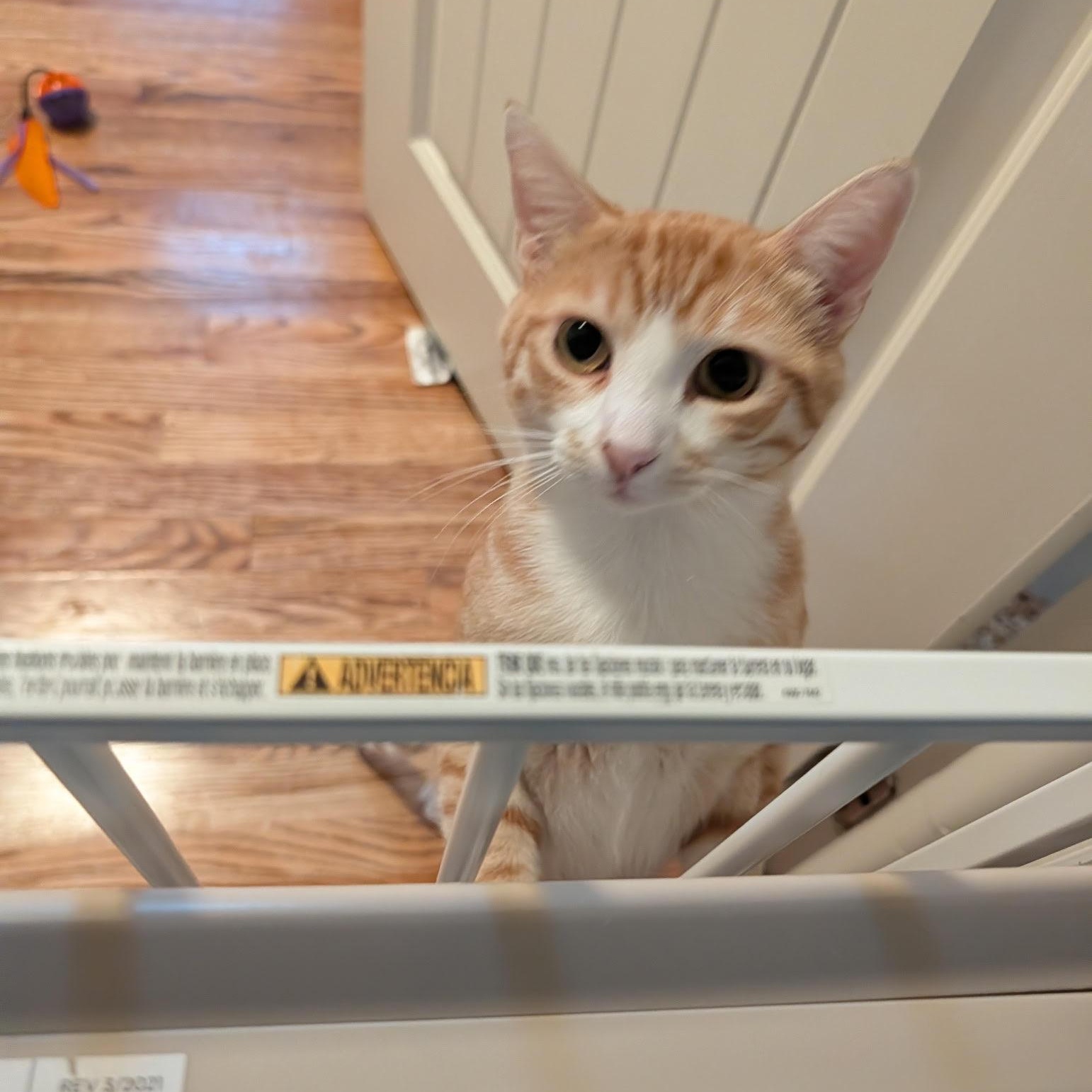 Enlarge Wilbur Bell, a Adoptable Domestic Short Hair in Denver, CO image 4/5