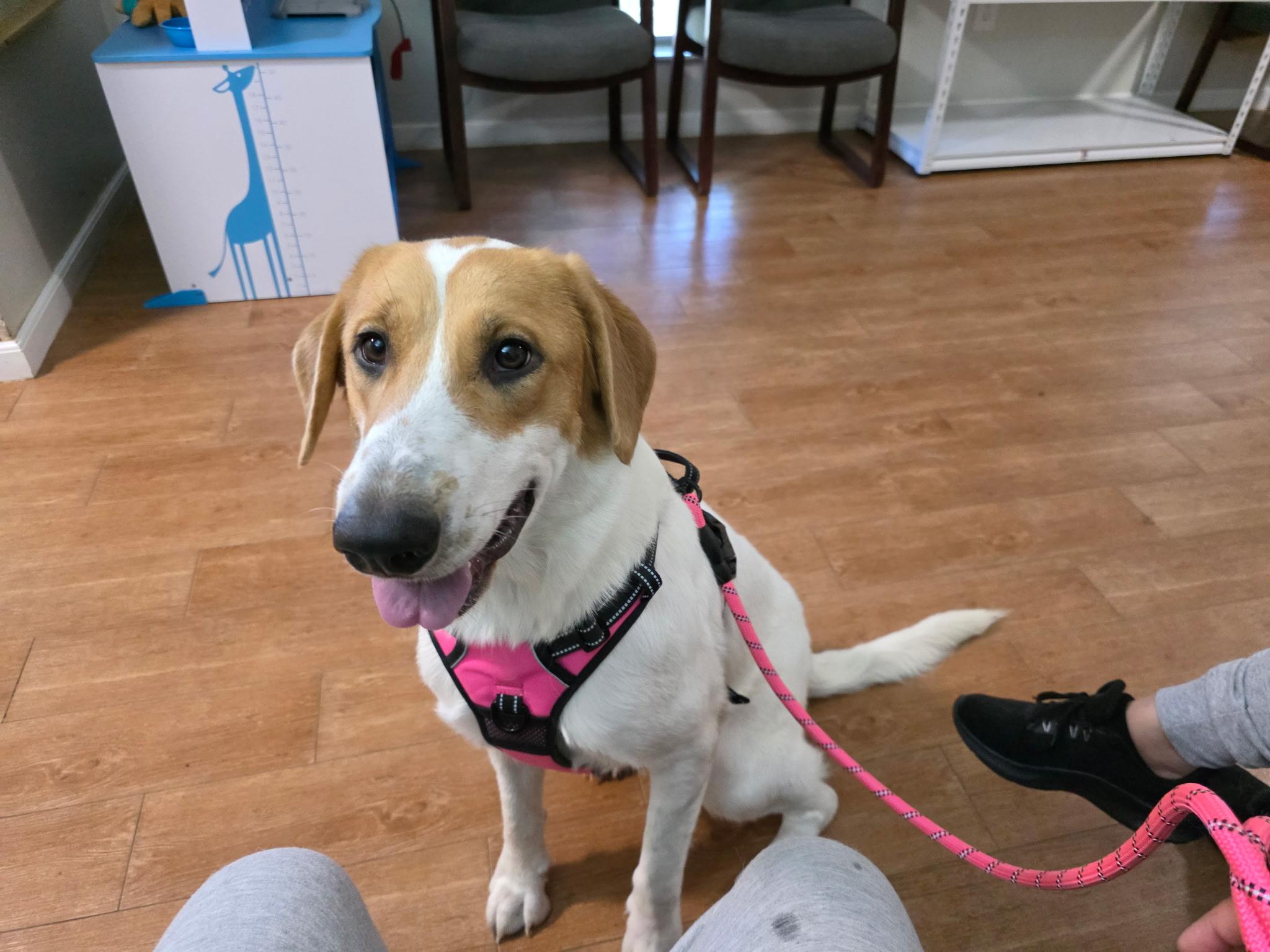 Princesa, a Adoptable mixed breed in PEARLAND, TX image 1/6