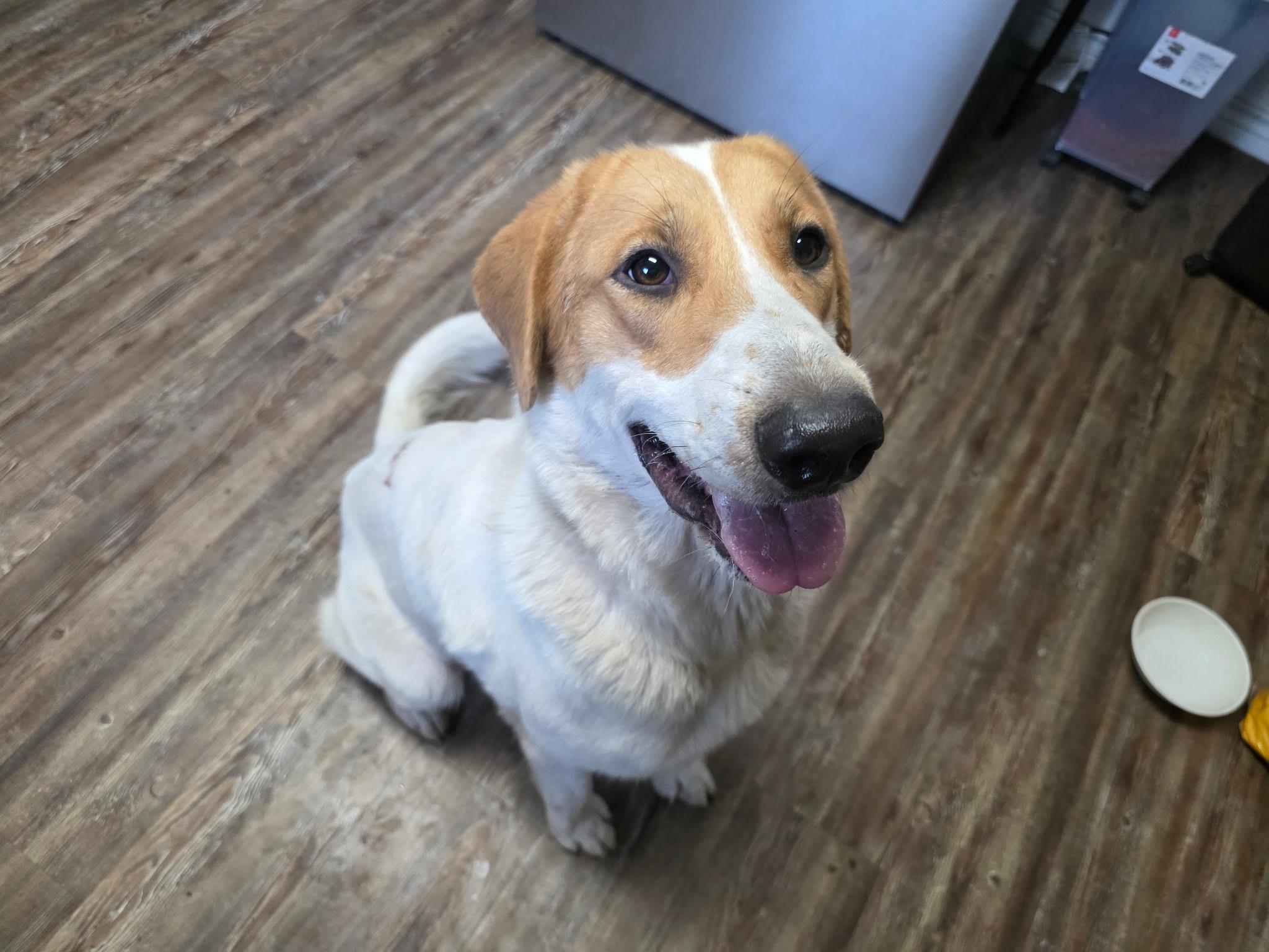 Princesa, adopted, Adult Female Labrador Retriever.
