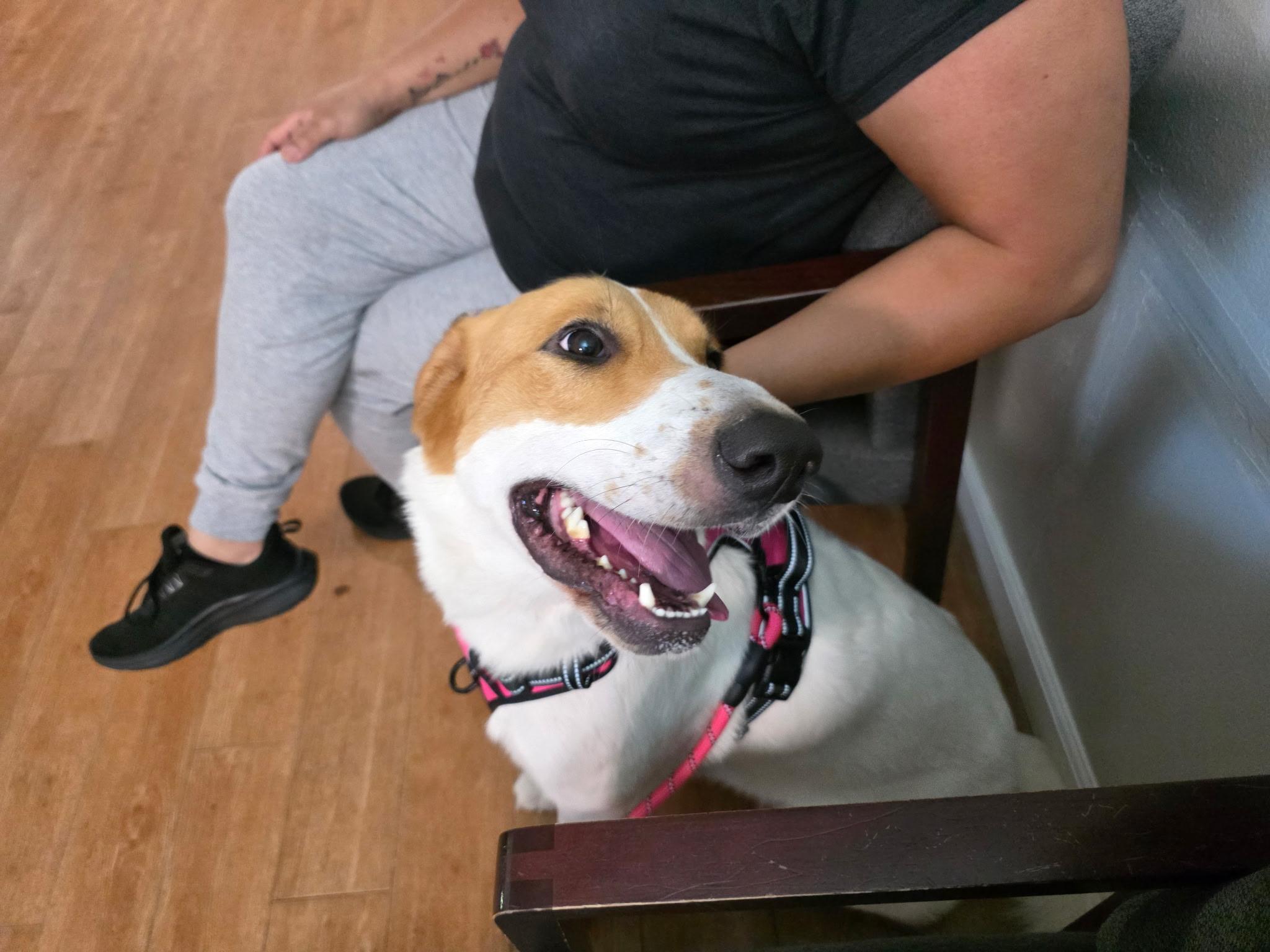 Princesa, Adoptable, Adult Female Labrador Retriever.