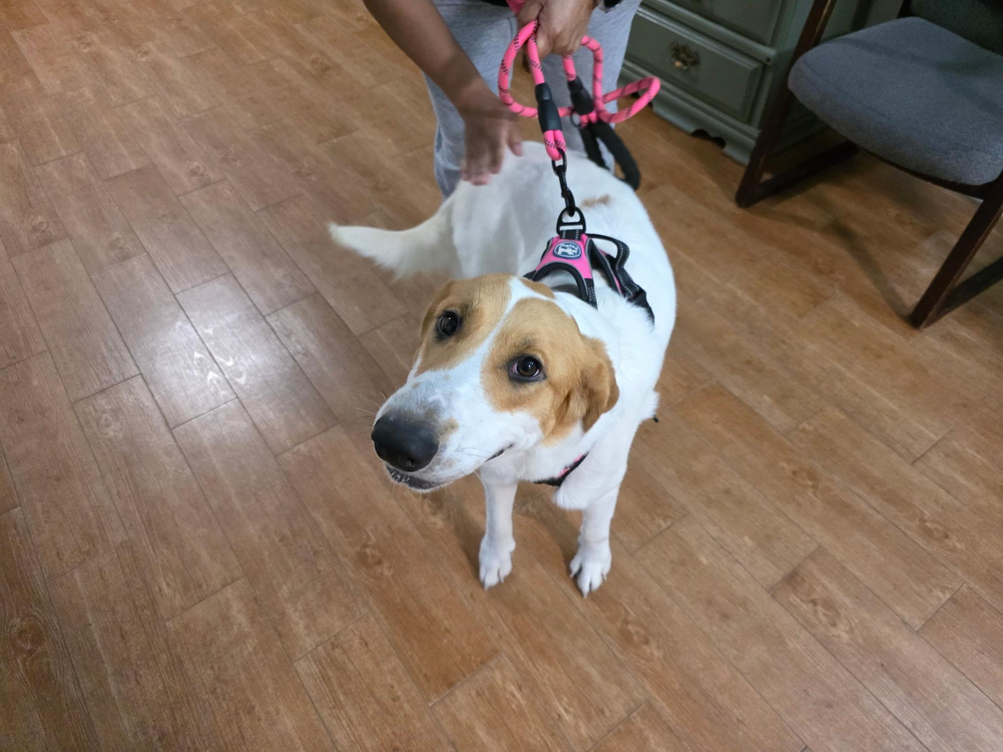 Princesa, a Adoptable mixed breed in PEARLAND, TX image 5/6