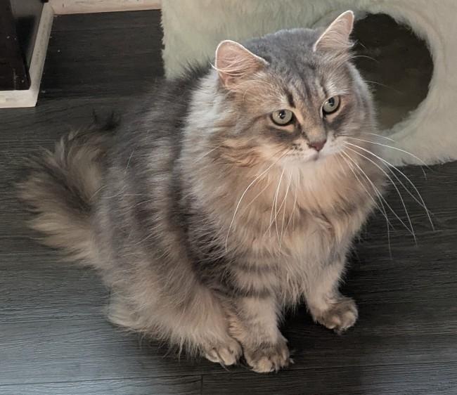 DAKOTA, an adopted Siberian in Mequon, WI image 3/5
