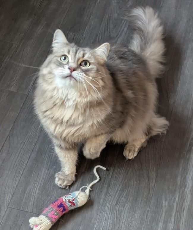 DAKOTA, adopted, Adult Female Siberian.