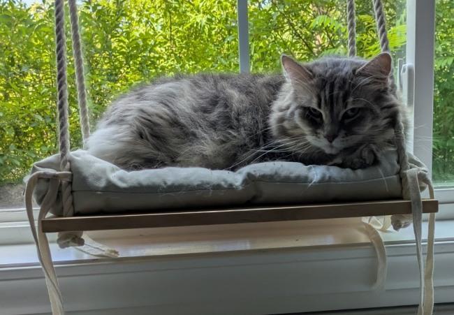 DAKOTA, an adopted Siberian in Mequon, WI image 5/5