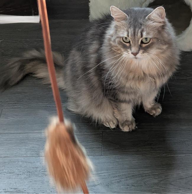 DAKOTA, an adopted Siberian in Mequon, WI image 4/5