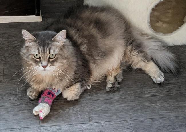 DAKOTA, an adopted Siberian in Mequon, WI image 2/5