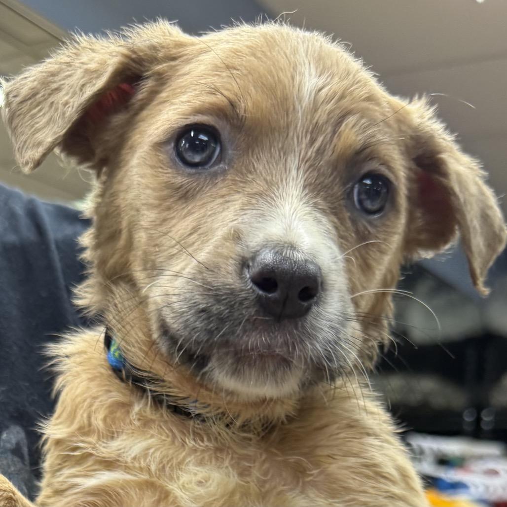 Enlarge Moonie, a Adoptable Mixed Breed in Austell, GA image 1/1