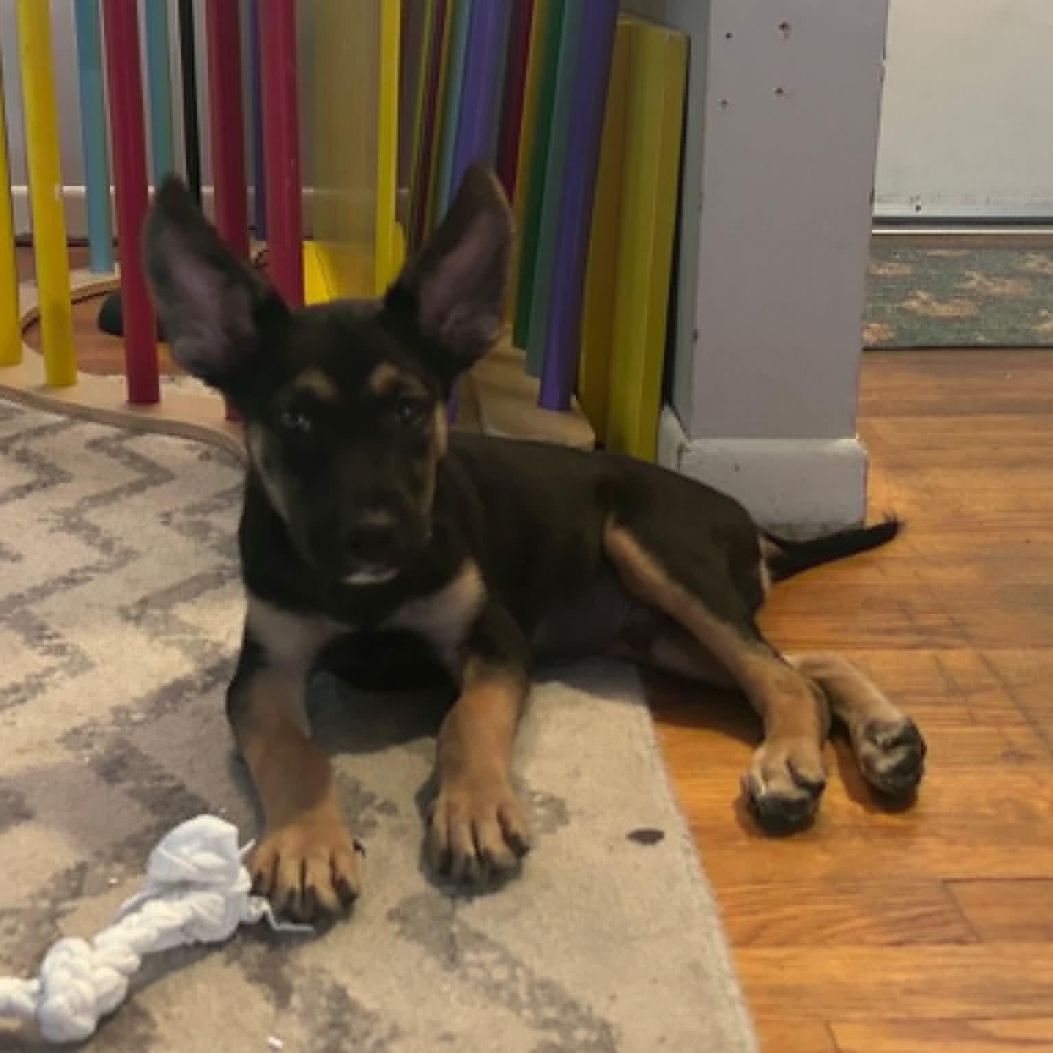 Ozzy, adopted, Puppy Male German Shepherd Dog & Chihuahua.