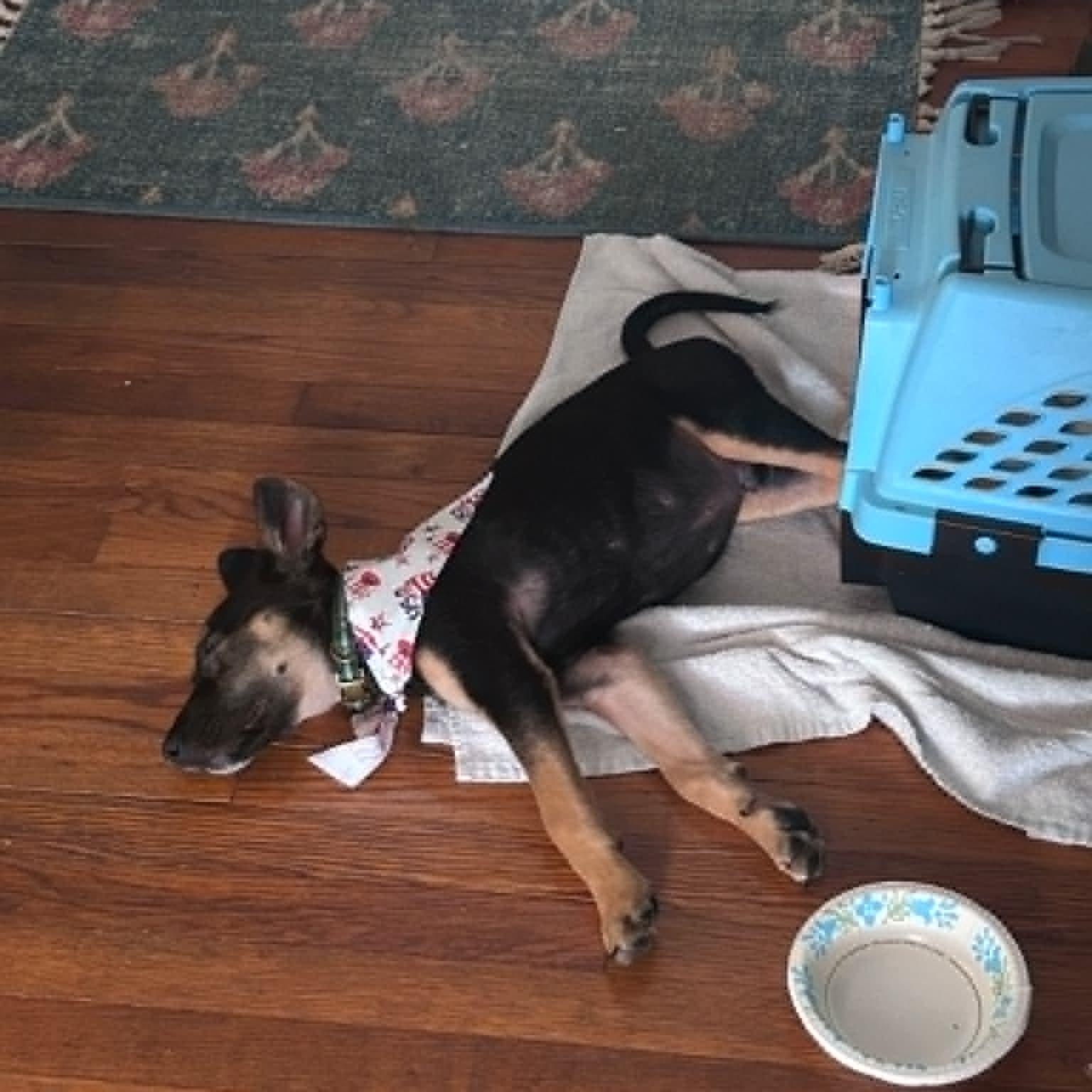 Ozzy, an adopted mixed breed in Sunderland, MD image 3/6