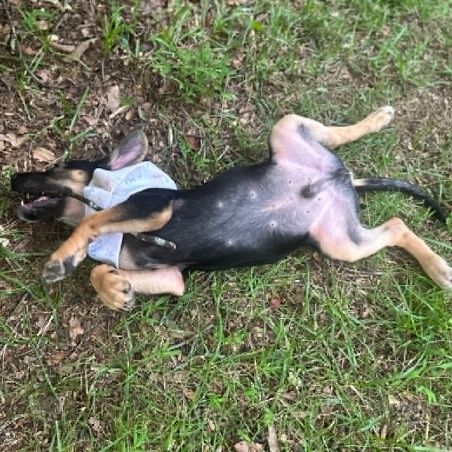 Ozzy, an adopted mixed breed in Sunderland, MD image 4/6