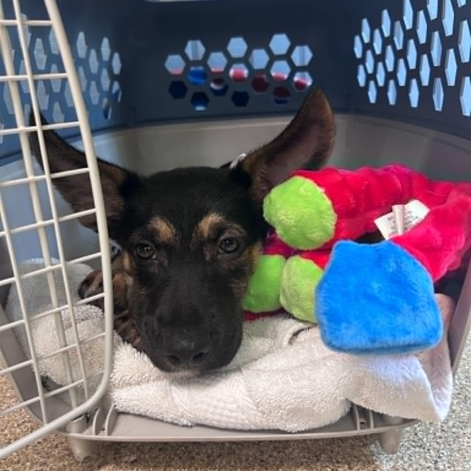 Ozzy, an adopted mixed breed in Sunderland, MD image 6/6