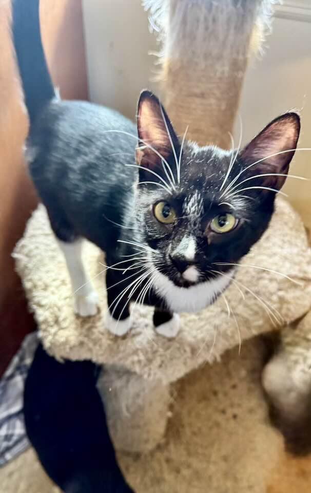 Aleora, a Adoptable Tuxedo in Columbia, SC image 1/2