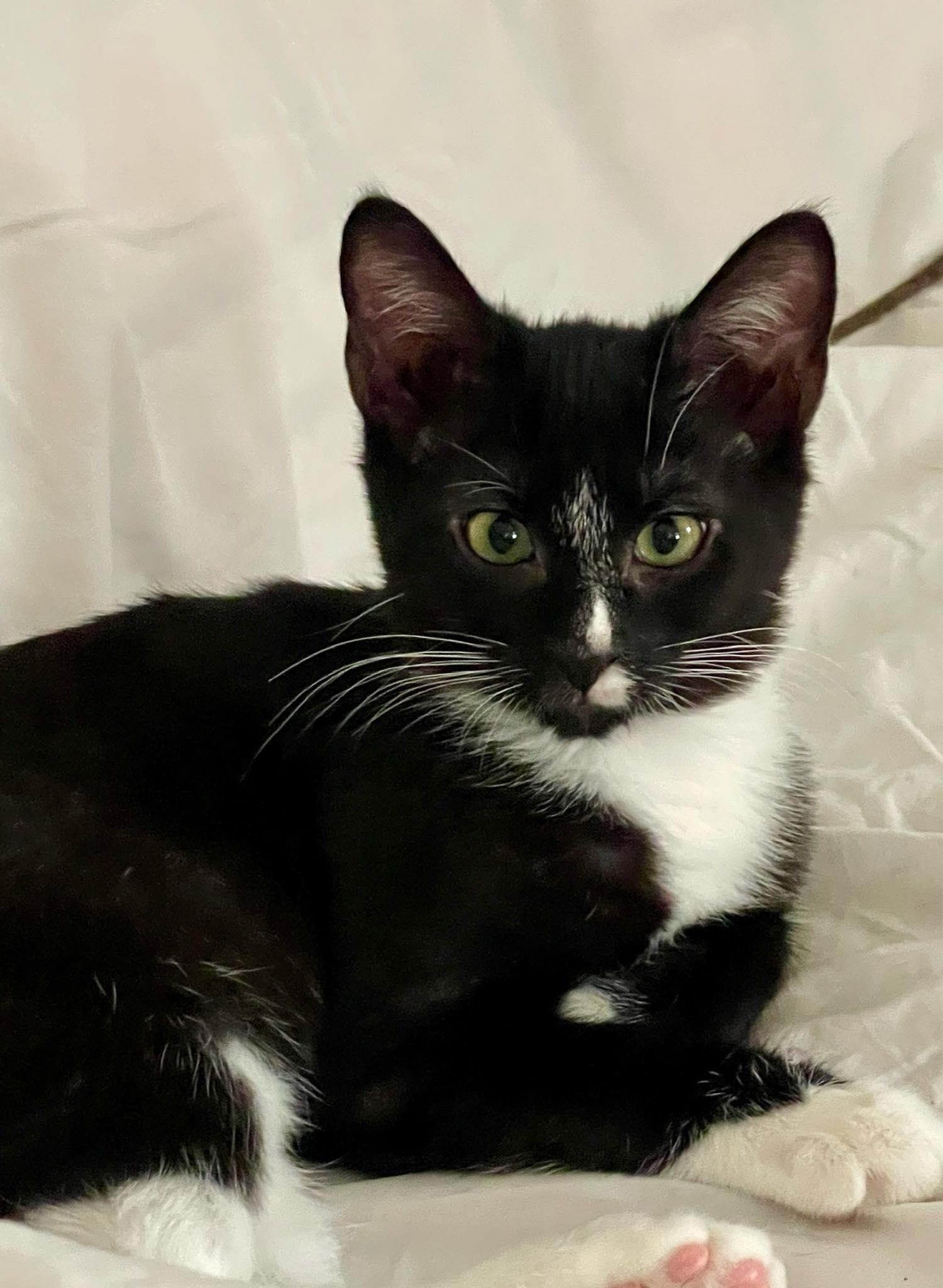 Aleora, a Adoptable Tuxedo in Columbia, SC image 2/2
