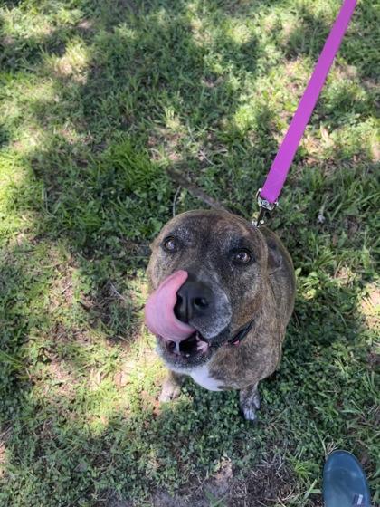 Loki, Adoptable, Senior Male Mixed Breed & Mixed Breed.