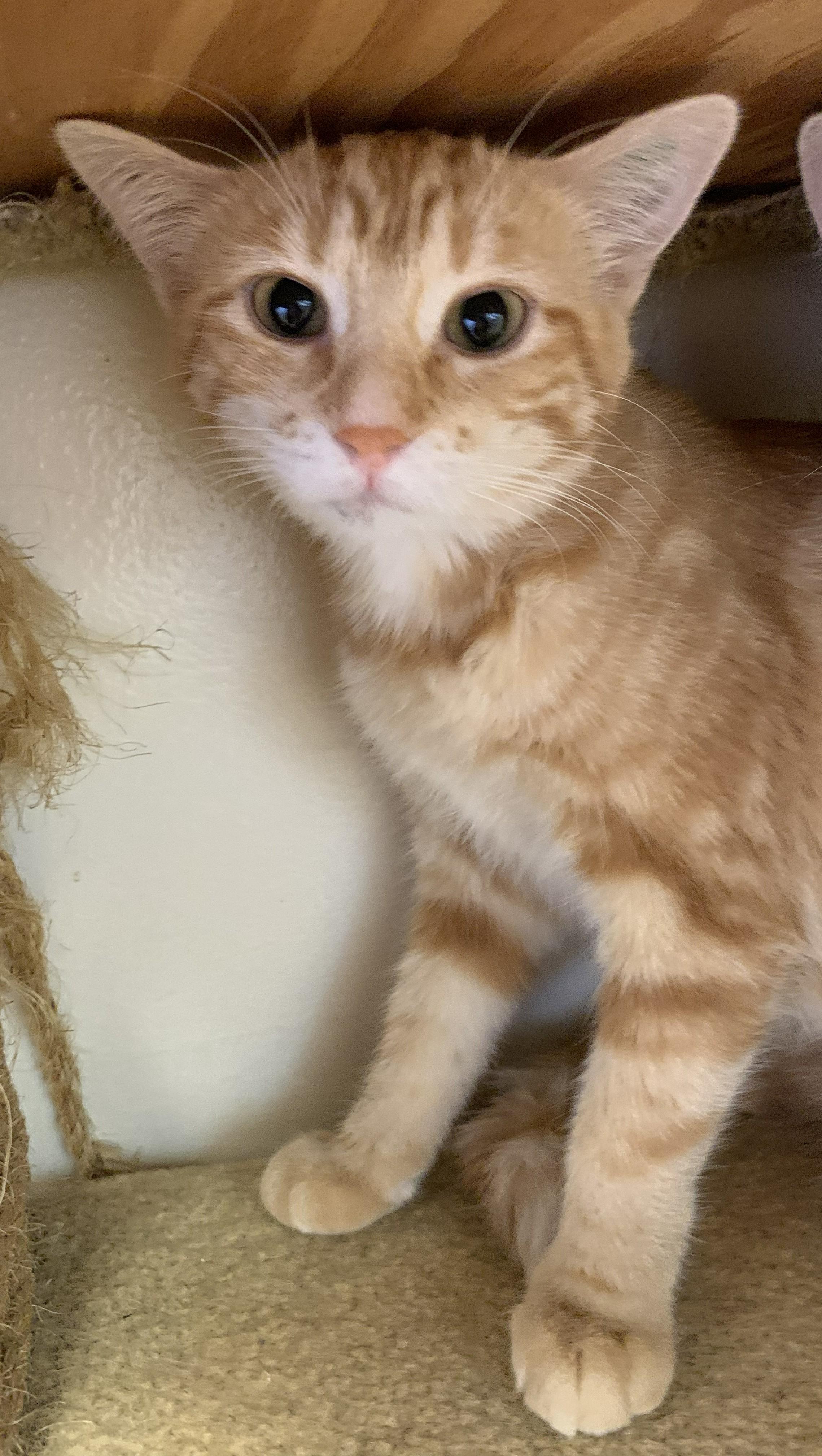 Enlarge Willow26, a ADOPTABLE Domestic Medium Hair in Milwaukee, WI image 5/5