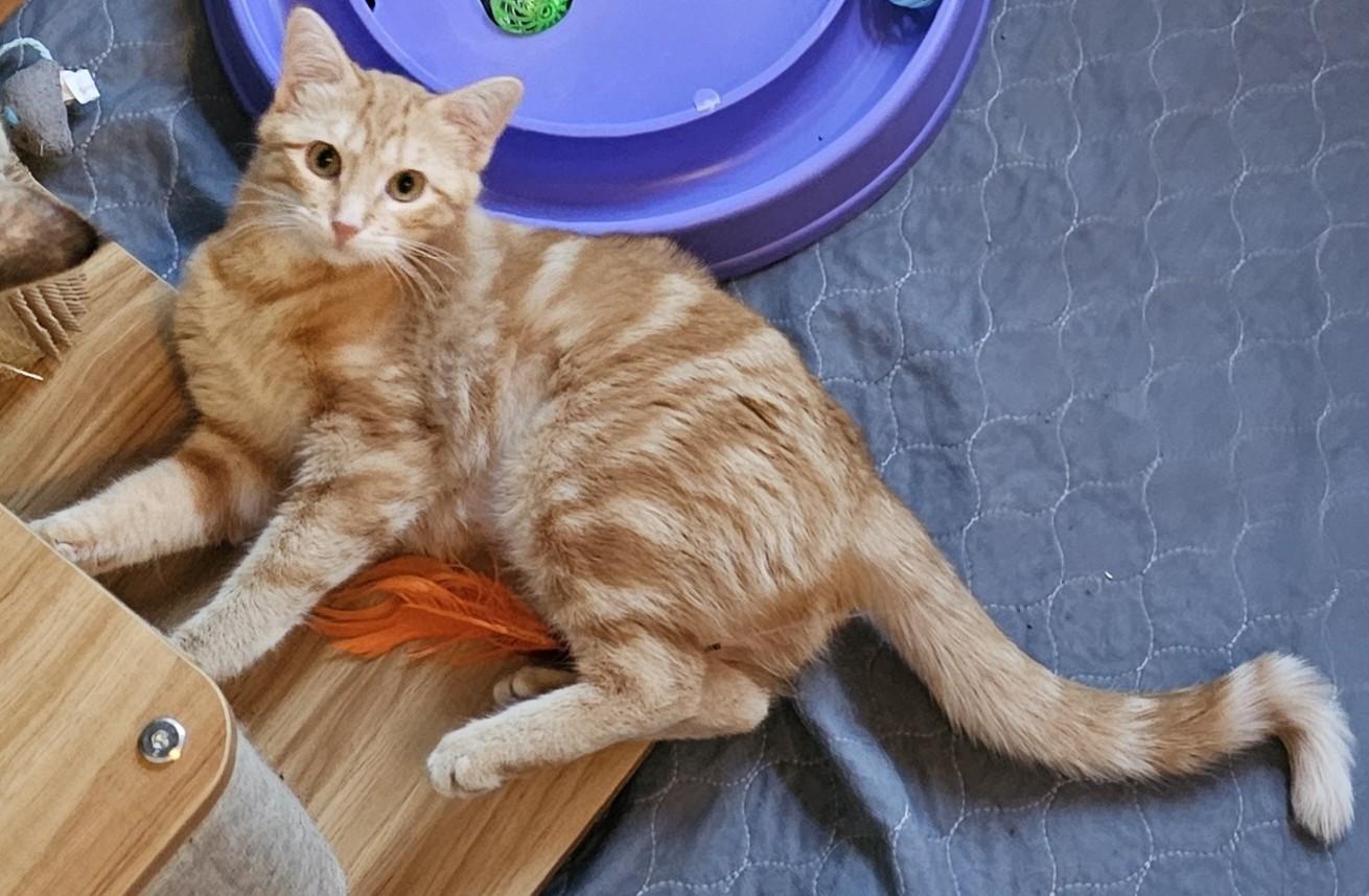 Enlarge Willow26, a ADOPTABLE Domestic Medium Hair in Milwaukee, WI image 2/5