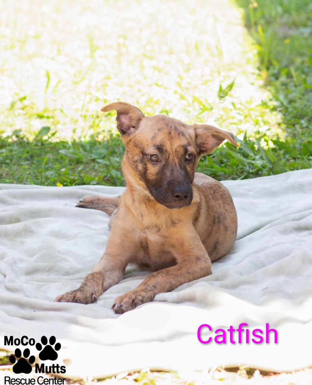 Enlarge Catfish & Trout, a ADOPTABLE Mixed Breed in Sunbright, TN image 2/2