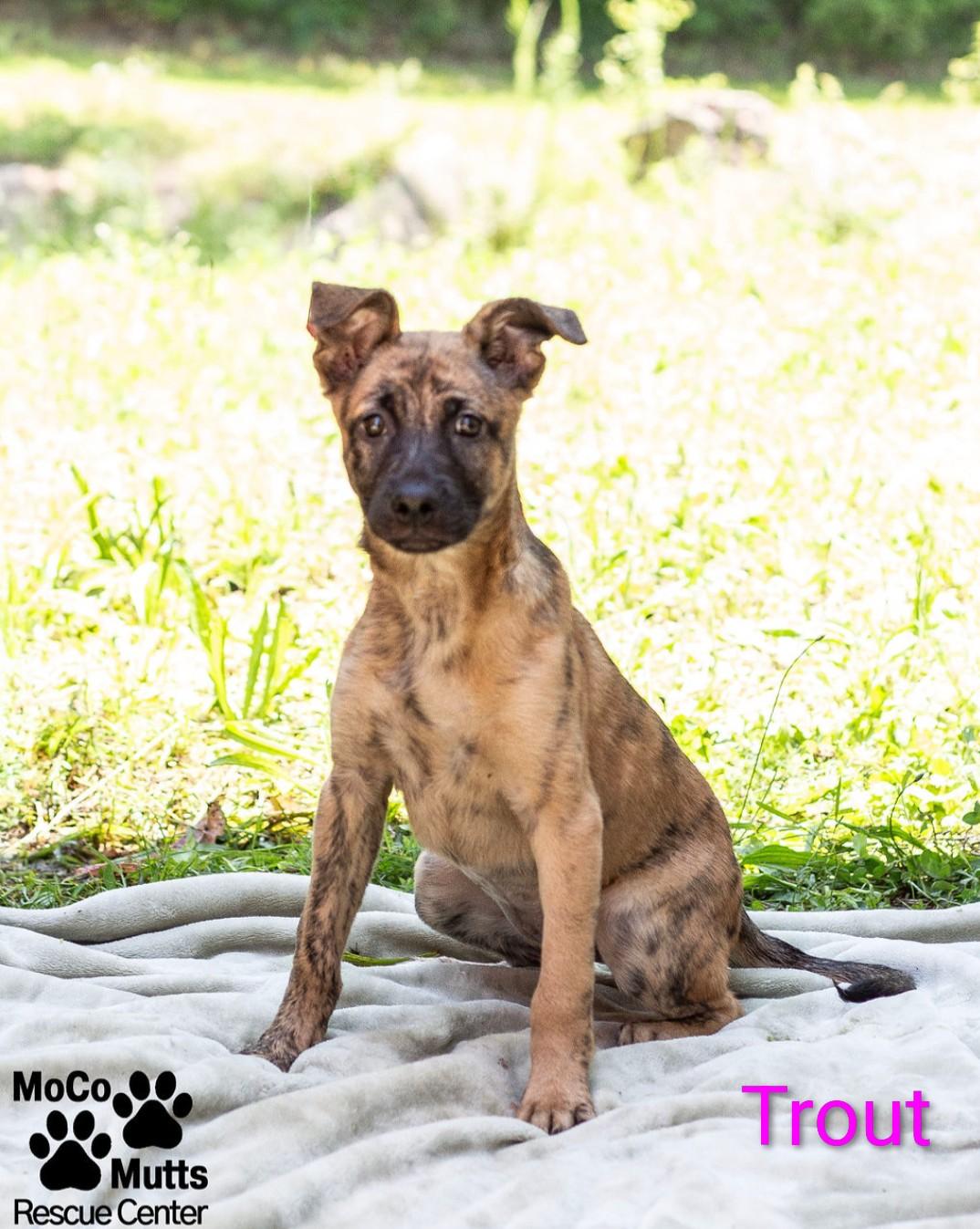 Enlarge Catfish & Trout, a ADOPTABLE Mixed Breed in Sunbright, TN image 1/2