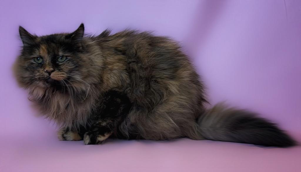 Nora, ADOPTABLE, Adult Female Domestic Long Hair.