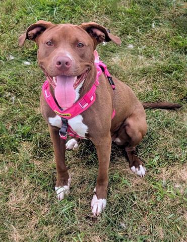 BRITTNEY, Adoptable, Adult Female Pit Bull Terrier.