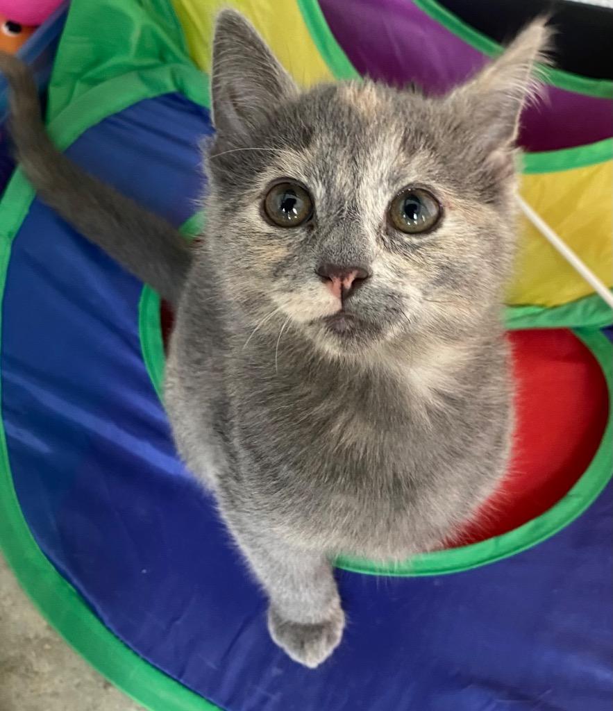 Opi/Kimchi, Adoptable, Kitten Female Dilute Tortoiseshell.