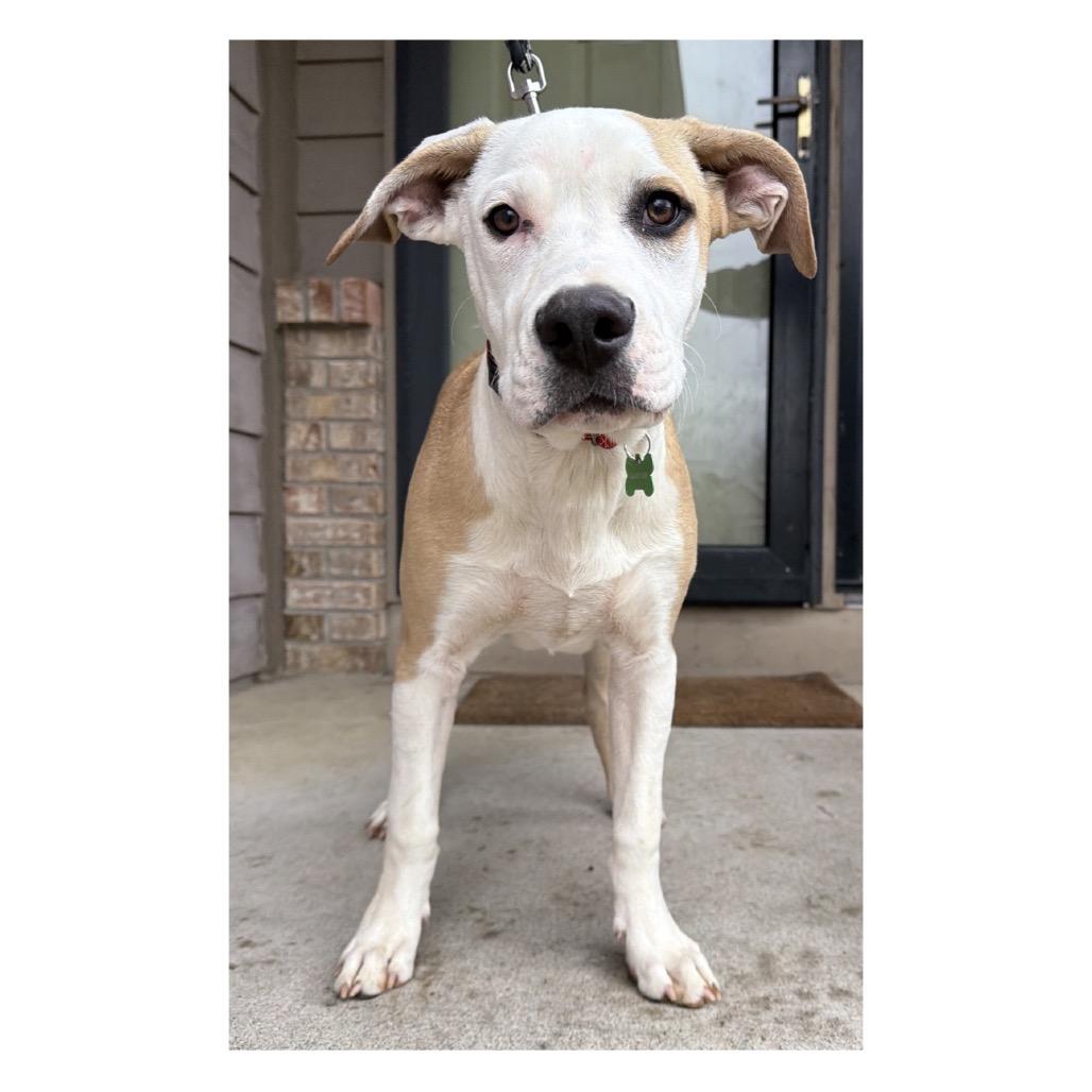 Enlarge Hemlock, a Adoptable mixed breed in Crystal, MN image 1/4