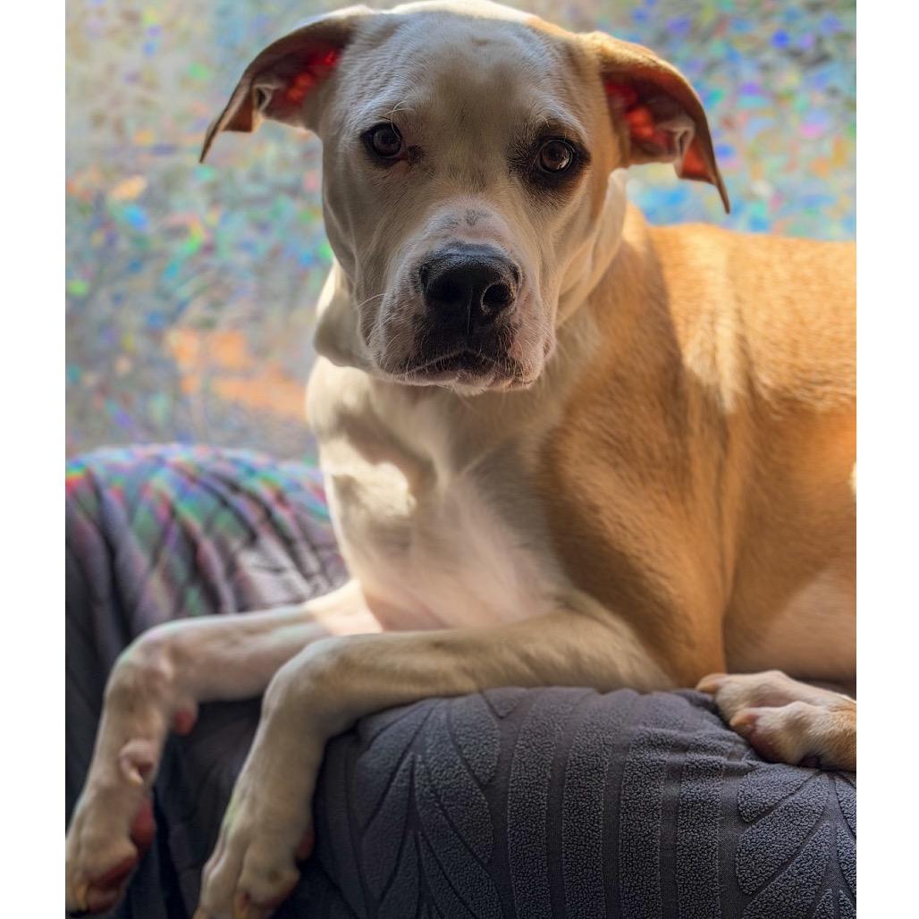 Enlarge Hemlock, a Adoptable mixed breed in Crystal, MN image 2/4