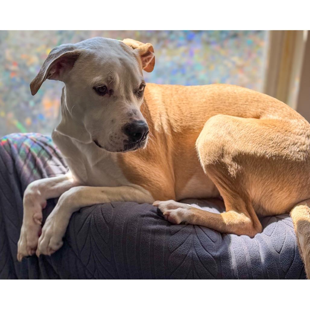 Enlarge Hemlock, a Adoptable mixed breed in Crystal, MN image 3/4
