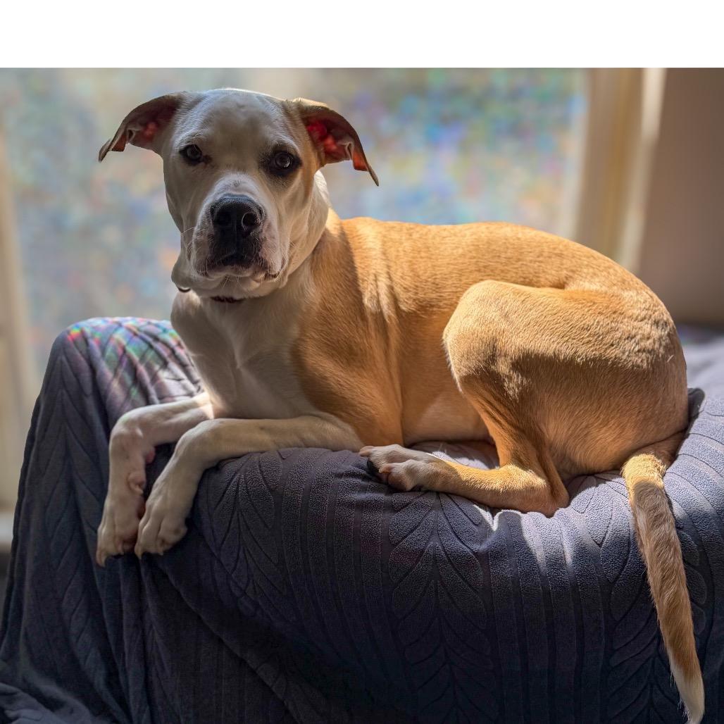 Enlarge Hemlock, a Adoptable mixed breed in Crystal, MN image 4/4