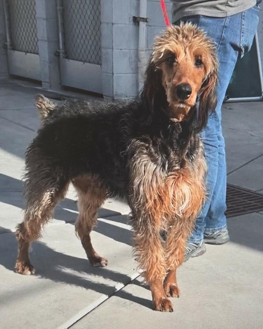 Sadie, Adoptable, Adult Female Standard Poodle & Doberman Pinscher.