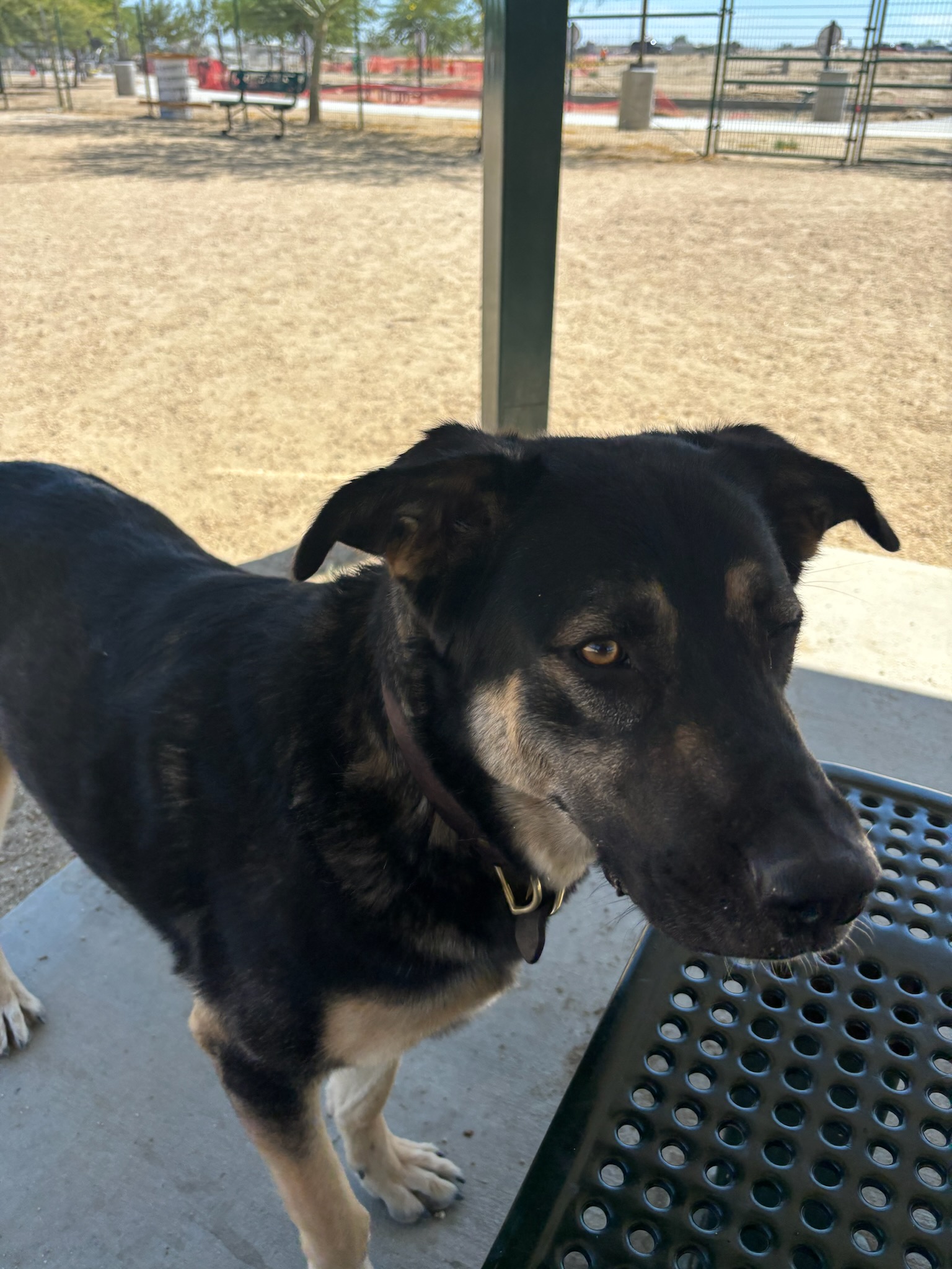 Gary, a Adoptable mixed breed in Palmdale , CA image 1/2