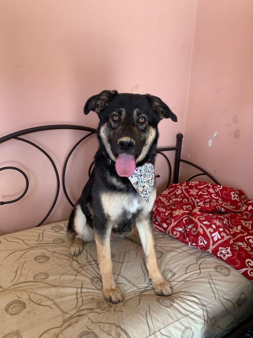 Gary, a Adoptable mixed breed in Palmdale , CA image 2/2