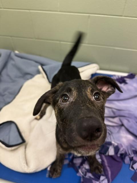 Oakley, Adoptable, Puppy Male Shepherd.