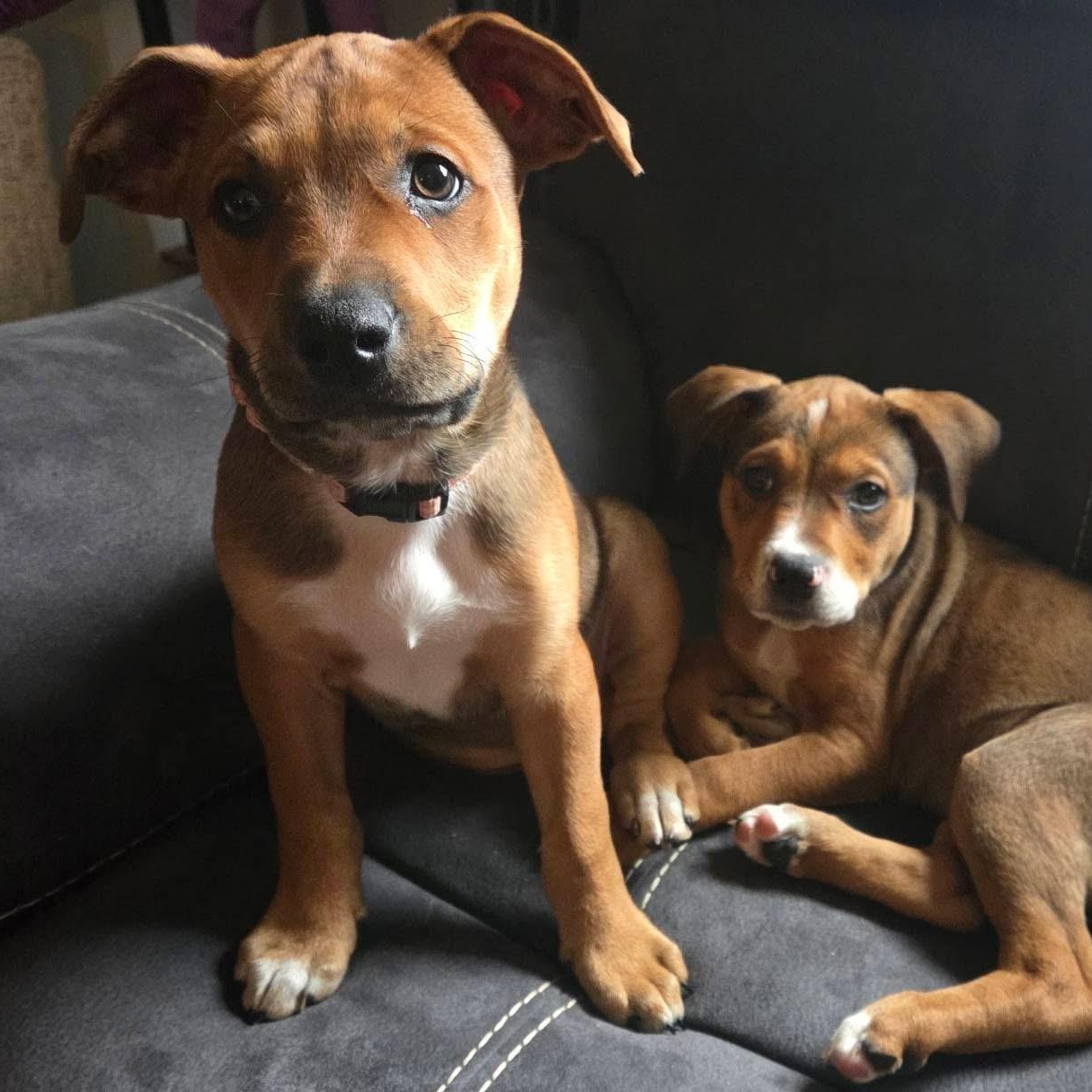 Reese the mixed breed puppy, a Adoptable mixed breed in Muskego, WI image 2/5