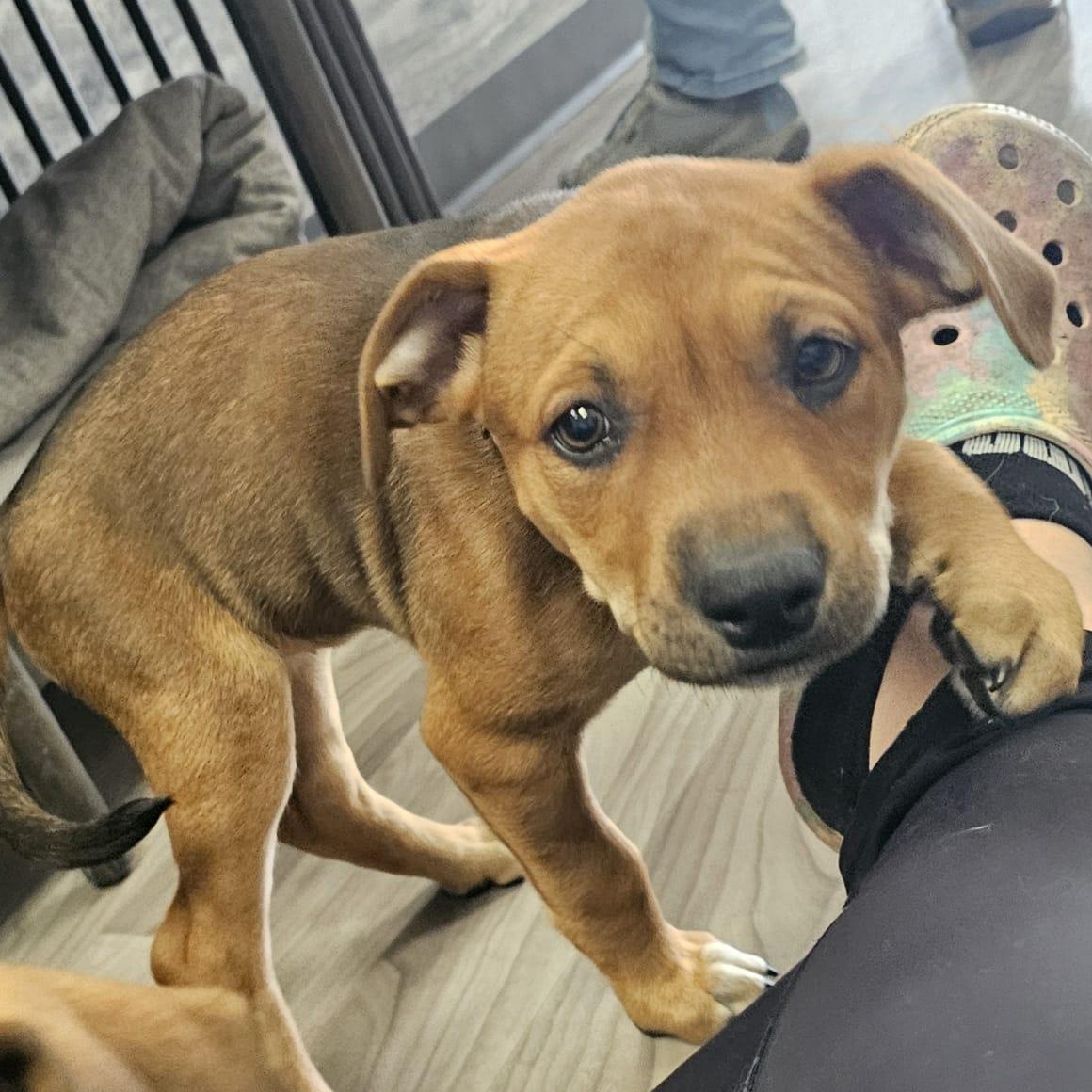 Reese the mixed breed puppy, Adoptable, Puppy Female Boxer & Hound.